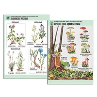 Комплект таблиц для начальной школы "Окружающий мир. Грибы. Растительный мир" - «globural.ru» - Якутск
