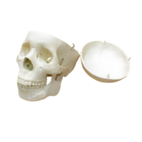 Модель "Череп человека" - «globural.ru» - Якутск