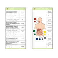 Комплект карточек (10) "Обучающий калейдоскоп. Человек" - «globural.ru» - Якутск