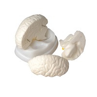 Модель мозга в разрезе - «globural.ru» - Якутск