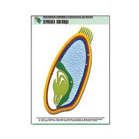 Рельефная таблица "Зерновка пшеницы" (формат А1, матовое ламинир.) - «globural.ru» - Якутск