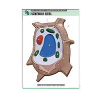 Рельефная таблица "Растительная клетка" (формат А1, матовое ламинир.) - «globural.ru» - Якутск