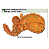 Рельефная таблица "Желудок жвачного животного" (формат А1, матовое ламинир.) - «globural.ru» - Якутск