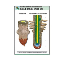 Рельефная таблица "Внешнее и внутреннее строение корня" (формат А1, матовое ламинир.) - «globural.ru» - Якутск