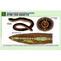 Рельефная таблица "Внутреннее строение дождевого червя" (формат А1, матовое ламинир.) - «globural.ru» - Якутск