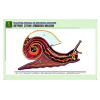 Рельефная таблица "Внутреннее строение брюхоногого моллюска" (формат А1, матовое ламинир.) - «globural.ru» - Якутск