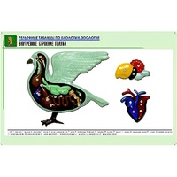 Рельефная таблица "Внутреннее строение голубя" (формат А1, матовое ламинир.) - «globural.ru» - Якутск