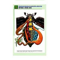 Рельефная таблица "Внутреннее строение жука" (формат А1, матовое ламинир.) - «globural.ru» - Якутск