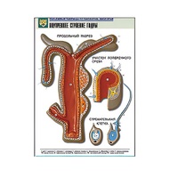 Рельефная таблица "Внутреннее строение гидры" (формат А1, матовое ламинир.) - «globural.ru» - Якутск
