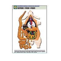 Рельефная таблица "Внутреннее строение кролика" (формат А1, матовое ламинир.) - «globural.ru» - Якутск