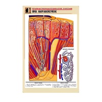 Рельефная таблица "Почка. Макро-микростроение" - «globural.ru» - Якутск