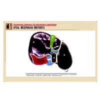 Рельефная таблица "Печень. Висцеральная поверхность" (формат А1, матовое ламинир.) - «globural.ru» - Якутск