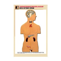 Рельефная таблица "Железы внутренней секреции" (формат А1, матовое ламинир.) - «globural.ru» - Якутск