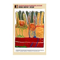 Рельефная таблица "Ворсинка кишечная с сосудом" (формат А1, матовое ламинир.) - «globural.ru» - Якутск