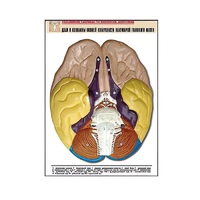 Рельефная таблица "Доли и извилины нижней поверхности полушарий головного мозга" - «globural.ru» - Якутск