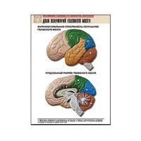 Рельефная таблица "Доли полушарий головного мозга" - «globural.ru» - Якутск
