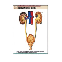 Рельефная таблица "Мочевыделительная система" (формат А1, матовое ламинир.) - «globural.ru» - Якутск