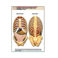 Рельефная таблица "Расположение органов грудной и брюшной полостей по отношению к скелету"(формат А1, лам.) - «globural.ru» - Якутск