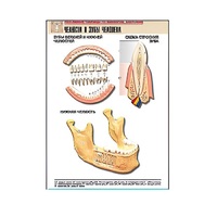 Рельефная таблица "Челюсти и зубы человека" (формат А1, матовое ламинир.) - «globural.ru» - Якутск