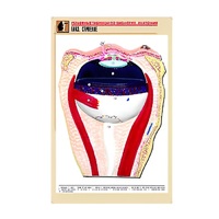 Рельефная таблица "Глаз. Строение" (формат А1, матовое ламинир.) - «globural.ru» - Якутск