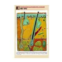 Рельефная таблица "Кожа. Разрез" (формат А1, матовое ламинир.) - «globural.ru» - Якутск