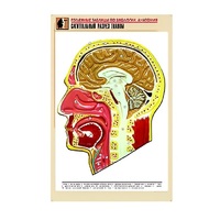 Рельефная таблица "Сагиттальный разрез головы" (формат А1, матовое ламинир.) - «globural.ru» - Якутск