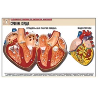 Рельефная таблица "Строение сердца" (формат А1, матовое ламинир.) - «globural.ru» - Якутск
