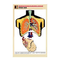 Рельефная таблица "Строение легких" (формат А1, матовое ламинир.) - «globural.ru» - Якутск