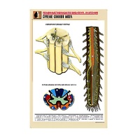 Рельефная таблица "Строение спинного мозга " (формат А1, матовое ламинир.) - «globural.ru» - Якутск