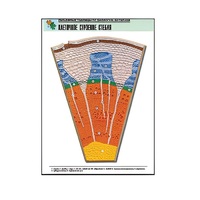 Рельефная таблица "Клеточное строение стебля" (формат А1, матовое ламинир.) - «globural.ru» - Якутск