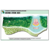 Рельефная таблица "Клеточное строение листа" (формат А1, матовое ламинир.) - «globural.ru» - Якутск