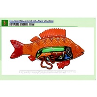Рельефная таблица "Внутреннее строение рыбы" (формат А1, матовое ламинир.) - «globural.ru» - Якутск