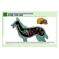 Рельефная таблица "Внутреннее строение собаки" (формат А1, матовое ламинир.) - «globural.ru» - Якутск