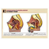 Рельефная таблица "Таз мужской и женский" (формат А1, матовое ламинир.) - «globural.ru» - Якутск