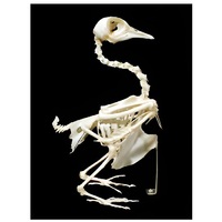 Скелет голубя - «globural.ru» - Якутск