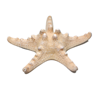 Сухой препарат "Звезда морская" (вариант 2) - «globural.ru» - Якутск