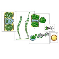 Модель-аппликация "Размножение многоклеточной водоросли" (ламинированная) - «globural.ru» - Якутск