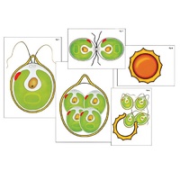 Модель-аппликация "Размножение одноклеточной водоросли" (ламинированная) - «globural.ru» - Якутск