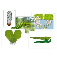 Модель-аппликация "Размножение папоротника" (ламинированная) - «globural.ru» - Якутск