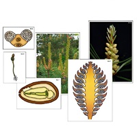 Модель-аппликация "Размножение сосны" (ламинированная) - «globural.ru» - Якутск