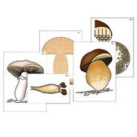 Модель-аппликация "Размножение шляпочного гриба" (ламинированная) - «globural.ru» - Якутск