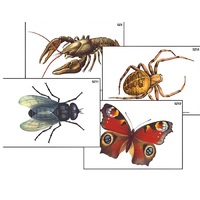 Модель-аппликация "Разнообразие беспозвоночных" (ламинированная) - «globural.ru» - Якутск