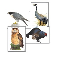 Модель-аппликация "Разнообразие высших хордовых 1. Пресмыкающиеся и птицы" (ламинированная) - «globural.ru» - Якутск