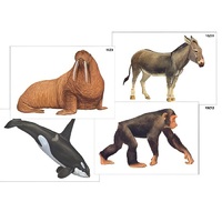 Модель-аппликация "Разнообразие высших хордовых 2. Млекопитающие" (ламинированная) - «globural.ru» - Якутск