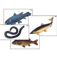 Модель-аппликация "Разнообразие низших и высших хордовых" (ламинированная) - «globural.ru» - Якутск