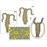 Модель-аппликация "Строение и размножение гидры" (ламинированная) - «globural.ru» - Якутск