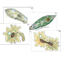Модель-аппликация "Строение и разнообразие простейших" (ламинированная) - «globural.ru» - Якутск