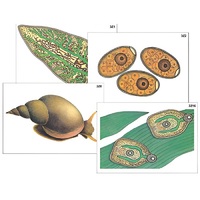 Модель-аппликация "Циклы развития печеночного сосальщика и бычьего цепня" (ламинированная) - «globural.ru» - Якутск