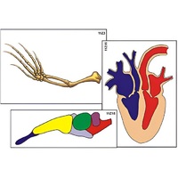Модель-аппликация "Эволюция важнейших систем органов позвоночных" (ламинированная) - «globural.ru» - Якутск