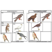 Комплект дидактических карточек: "Систематика и экология птиц" (95 штук, цвет., лам.) - «globural.ru» - Якутск